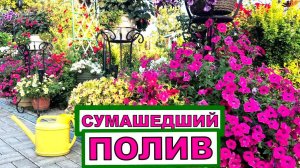 Жара за 30, как полить 160 горшков , теплицы и огород_ Почему поливаю лейкой_