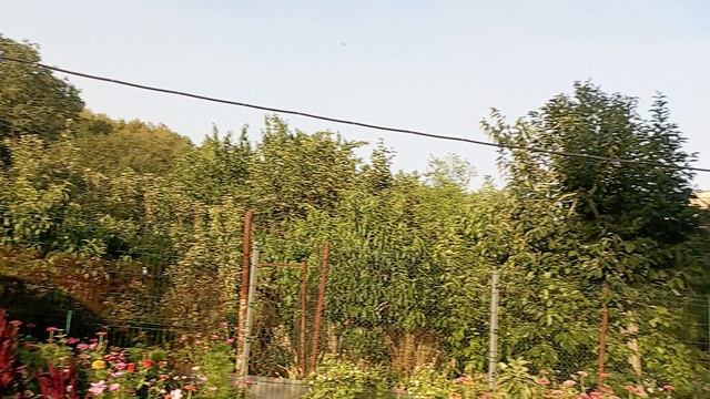 28 июля, всем доброе утро, цветы в конце июля. #цветы#дача#лето смотреть онлайн