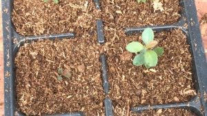 #3 Как вырастить рододендроны из семян | Часть 3 | Пикировка сеянцев и перевалка саженцев