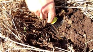 #3 Как вырастить рассаду ранней капусты в домашних условиях | Высадка рассады