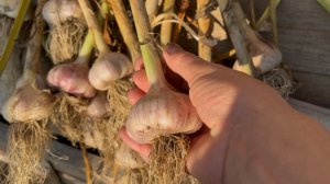 Вот когда убирать чеснок?