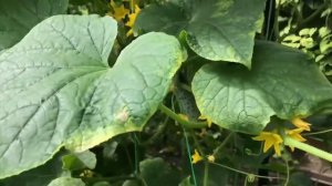 Прогулка по летнему саду.Обзор КП Никольские озера в июле