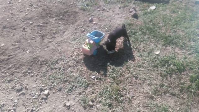 Пёс 1-2-3-4-5-6-7-8-9 серия Щенки играют и отдыхают