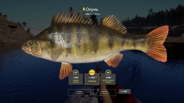 ⭐Трофейный Окунь на оз.Ладожское Русская Рыбалка 4🎣⭐