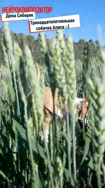 СОБАЧКА АЛИСА. Нейромузыка AI Music Нейровидео AI Video #aisongs #aivideoyoutube #топ #нейромузыка