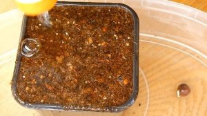 Как вырастить миндаль трехлопастный (луизиания) из семян | Стратификация. Посев.