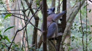 Забавные лемуры в лесу | Весёлые моменты с лемурами под весёлую музыку
