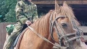 Горный Алтай 2025. Верх-Анос. Лошадки и кедры.