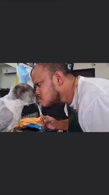 Копия смотреть онлайн