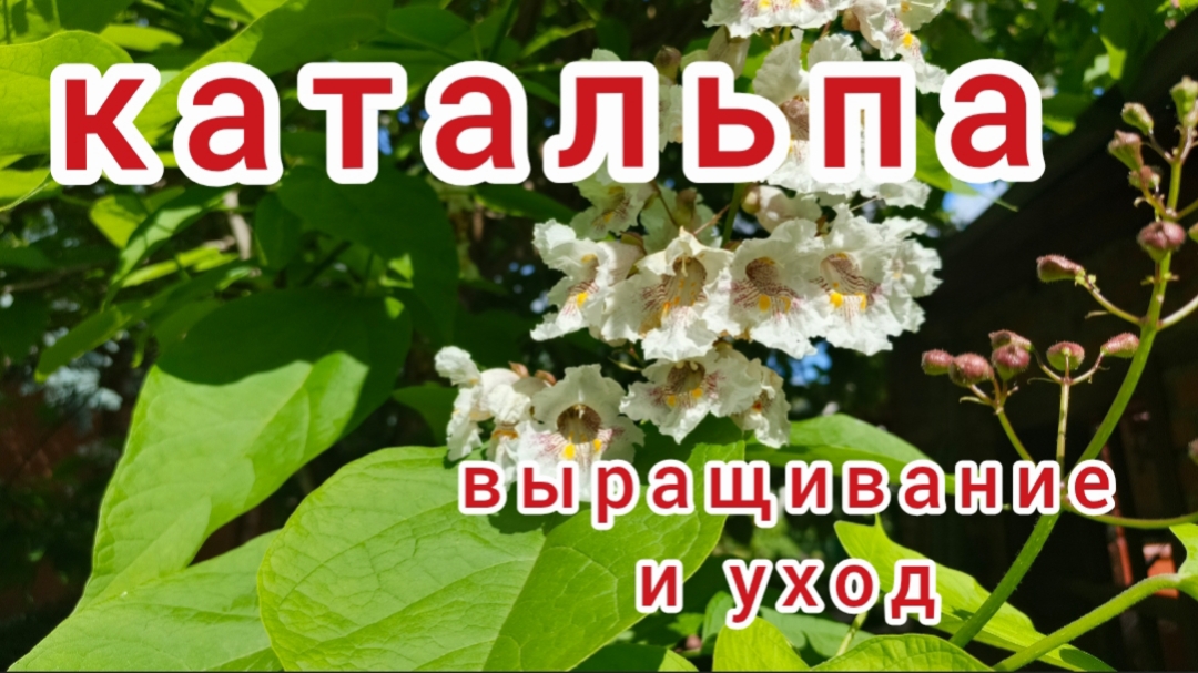 Катальпа. Как ее вырастить смотреть онлайн