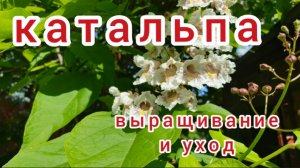 Катальпа. Как ее вырастить