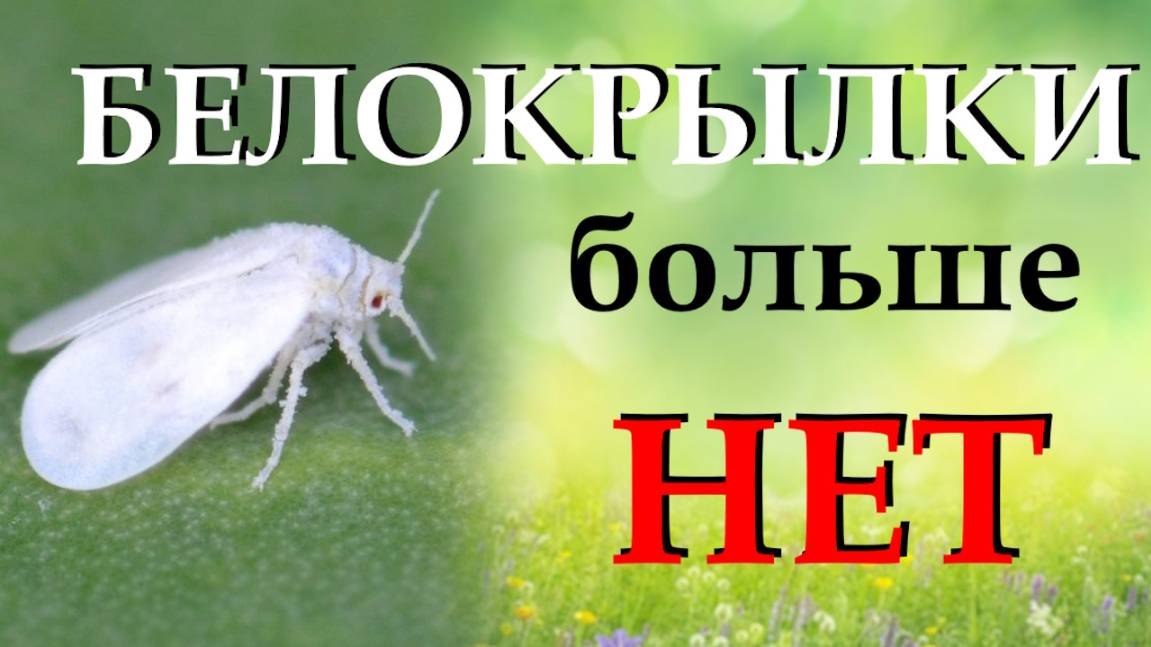 БЕЛОКРЫЛКИ БОЛЬШЕ НЕТ. Повесила в теплицу москитную сетку и решила проблемы с вредителями смотреть онлайн