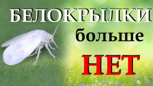 БЕЛОКРЫЛКИ БОЛЬШЕ НЕТ. Повесила в теплицу москитную сетку и решила проблемы с вредителями