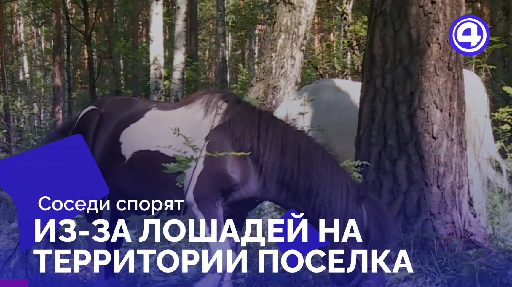 Свободно пасущиеся лошади удивляют жителей СНТ смотреть онлайн