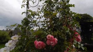 Роза рамблер второгодка Розовый водопад Utigord Falls август 2019