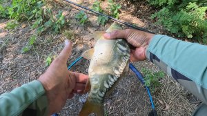 Рыбалка на удочку в поисках карпа