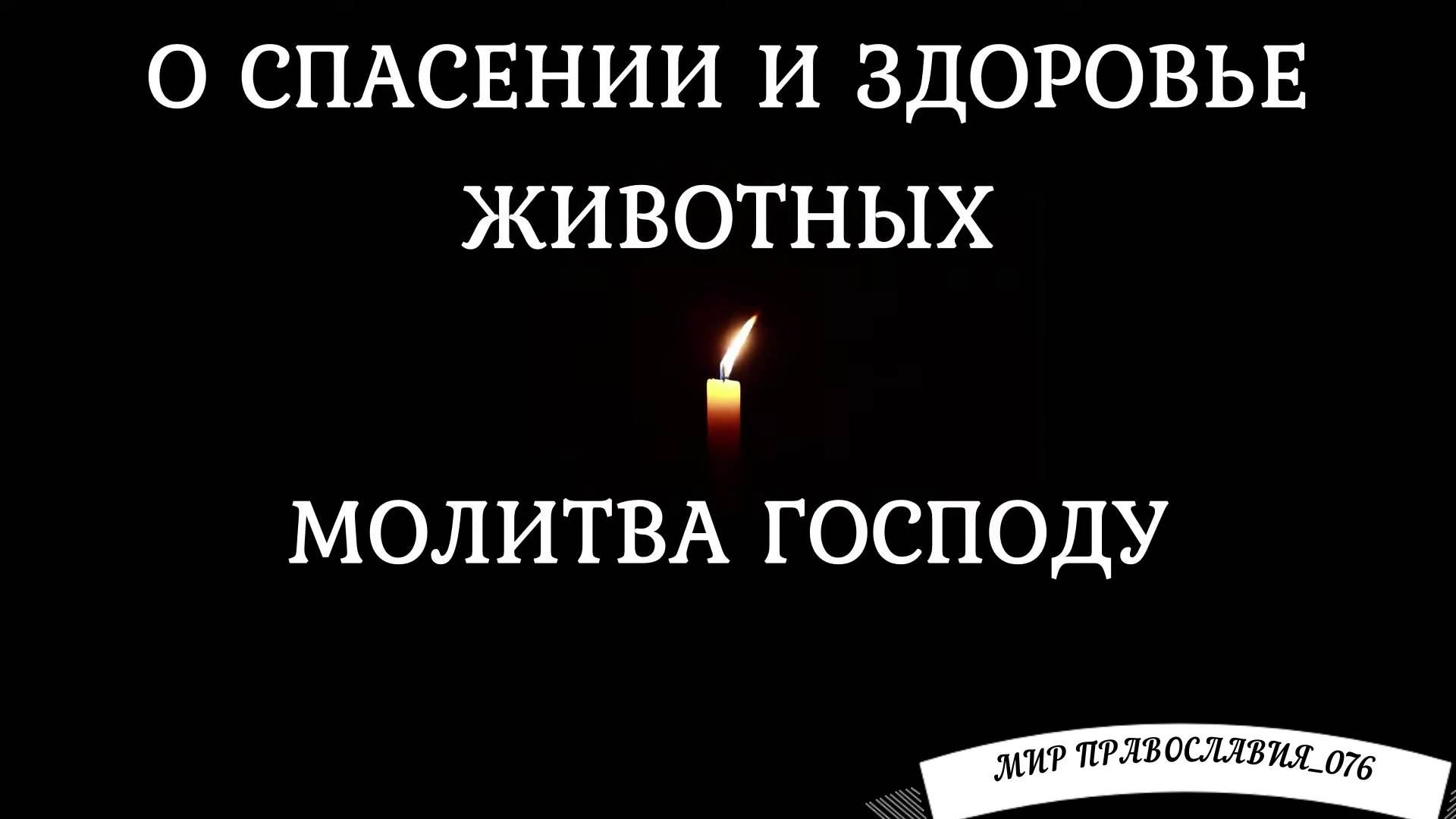 Молитва Господу о спасении и здоровье животных смотреть онлайн