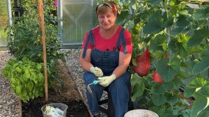 Вторичное использование грядок.