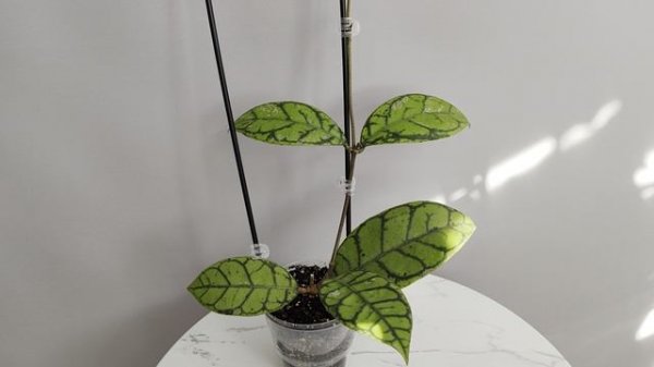 Hoya Callistophylla Black Cat