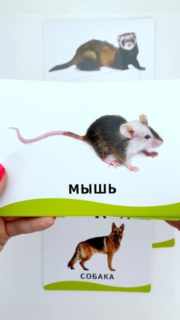 Животные На Карточках Домана 🐷🐄 Учим Названия Для Малышей смотреть онлайн