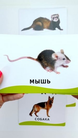 Животные На Карточках Домана 🐷🐄 Учим Названия Для Малышей
