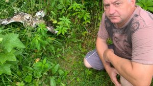 Дикий сокол спрятался на камчатской даче от атаки ворон