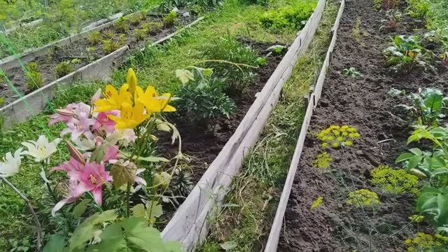 Обзор моего участка конец июля в начале августа. смотреть онлайн