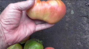 Первые детерминантные помидоры