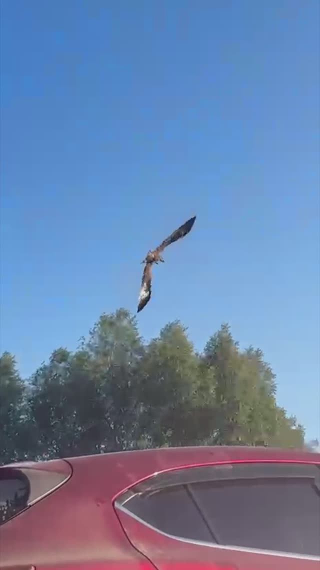 Сорочий лог и Кеша ! смотреть онлайн