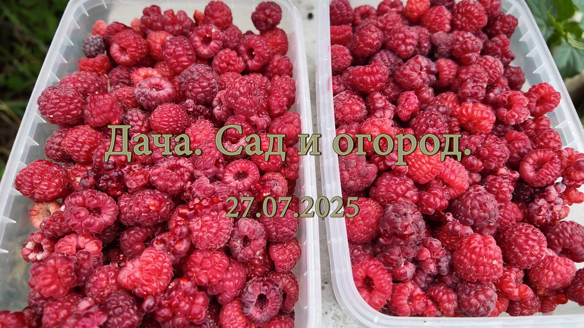 Дача. Сад и огород. 27.07.2025 смотреть онлайн