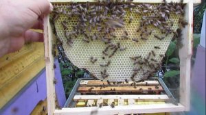 пчела Элгон на ячейке 4,79 мм строит соты без вощины ячейку 4,83 мм, расширение , 27.07.2025