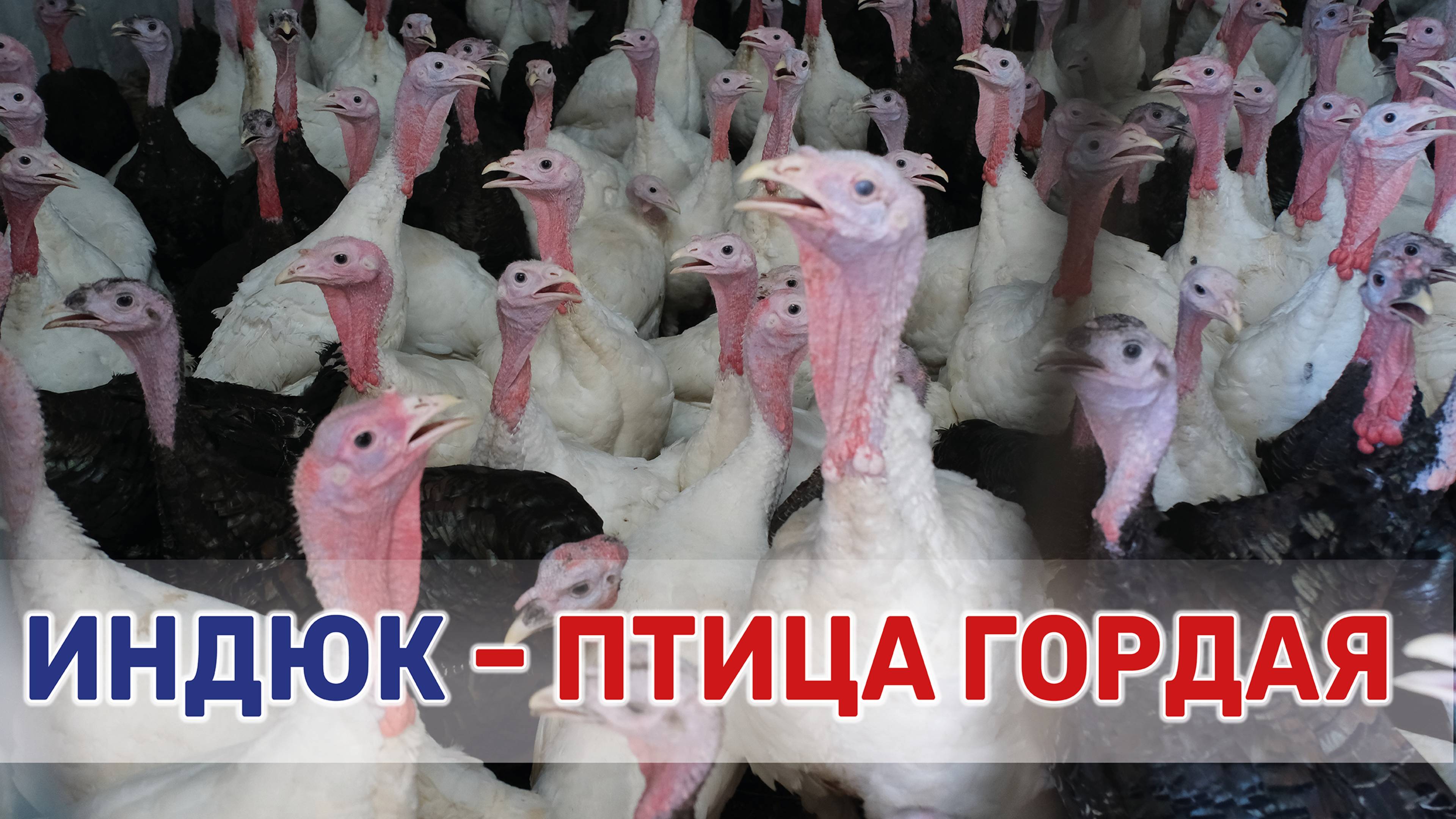 Вся жизнь домашней птицы за полминуты смотреть онлайн