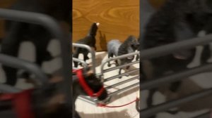 Обзор на конюшню для лошадей шляйх