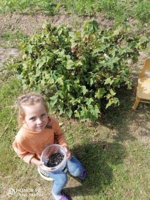 💥ДЕЛАЕМ ЯГОДНЫЙ ДЕСЕРТ💥