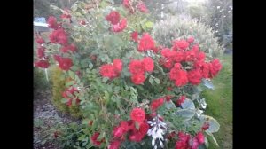 Очарование канадских роз. Аделаида Худлесс