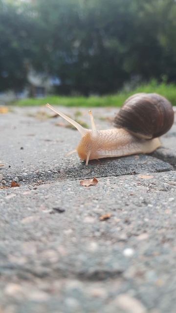 Большое приключение маленькой улитки