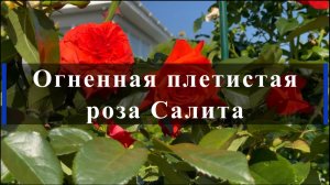 Огненная плетистая роза Салита