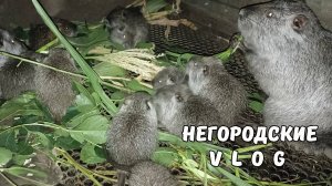 Поросли вишни для НУТРИЙ. 24.07.25