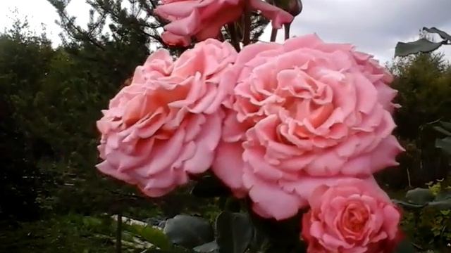 Rose Ashley Эшли штамб и куст первогодки смотреть онлайн
