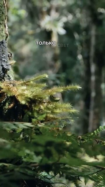 Освободите себя от негативной энергии смотреть онлайн