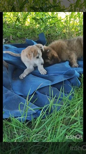 Забавная игра двух щенков🐶🐶❤ смотреть онлайн