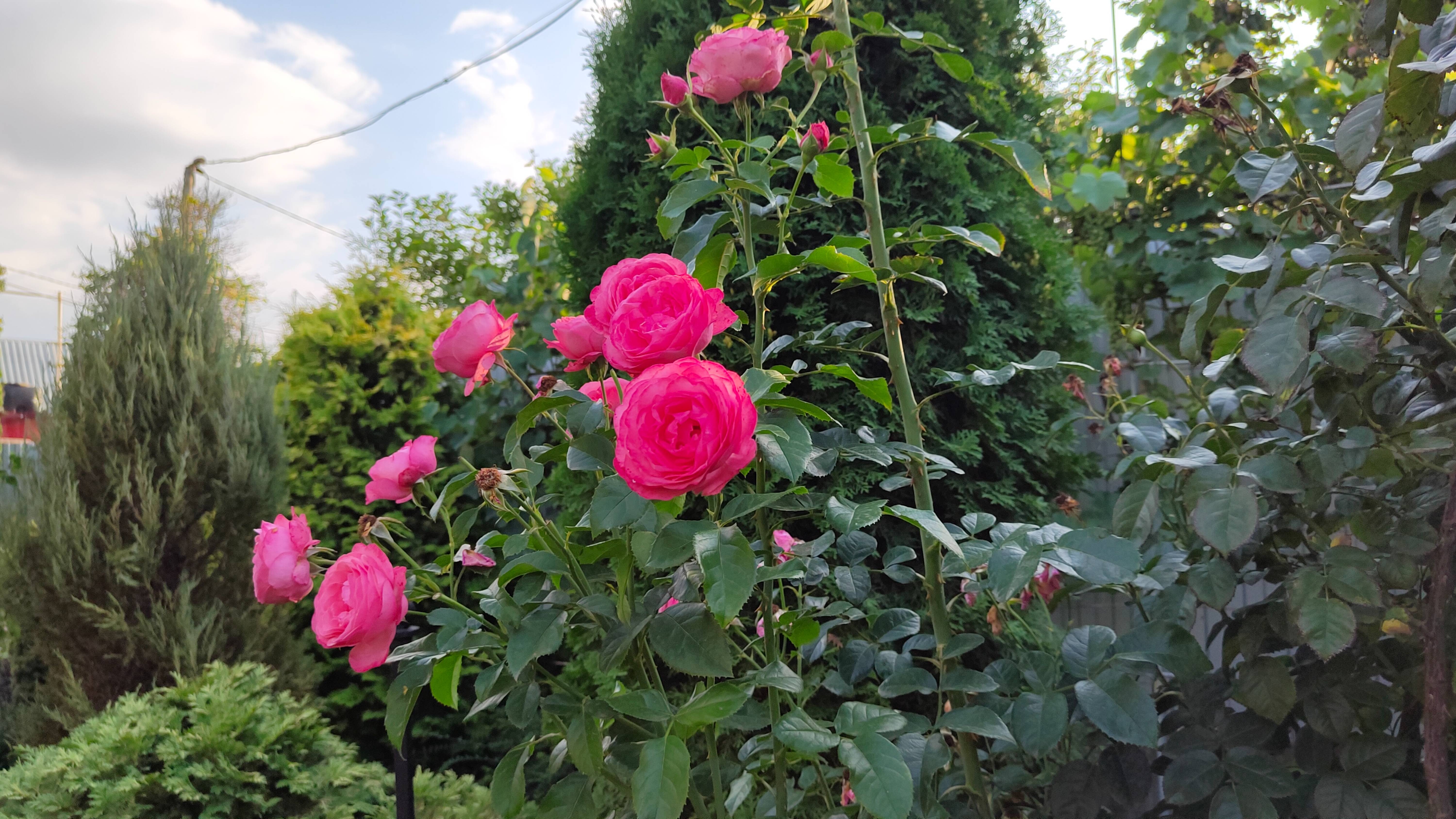Розы начинают цвести повторно, как обрезала гауру. Небольшая прогулка по южному саду 24.07.2025 г. смотреть онлайн