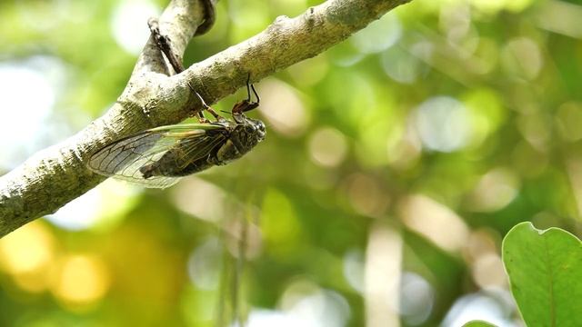 Kids Box 3 Unit 8 CLIL video смотреть онлайн