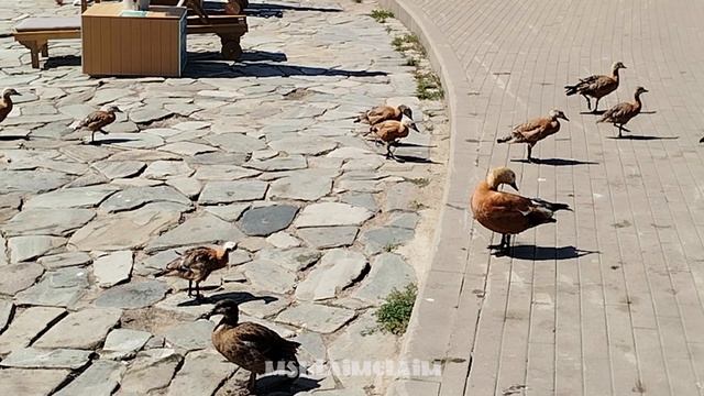 Парк на Ходынке смотреть онлайн