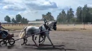 орловские рысаки