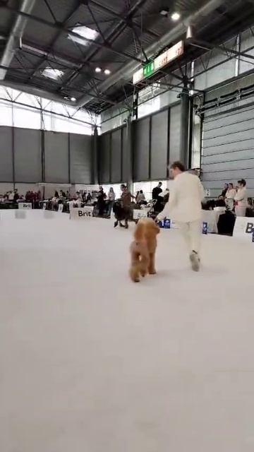 European Dog Show 2025. ATAMI MARSHAL- юный ЧЕМПИОН ЕВРОПЫ-2025г!