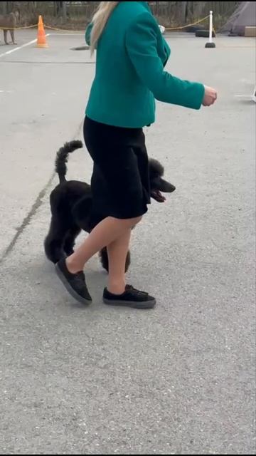 Стандартный пудель черного окраса ATAMI FAMILY JEWEL