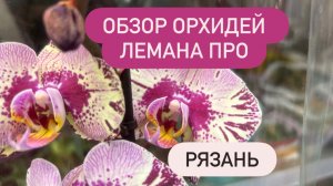 🟣ОБЗОР ОРХИДЕЙ Лемана Про Рязань. до 980р🔥  #новыеорхидеи #покупкаорхиде #обзорорхидей #рязань