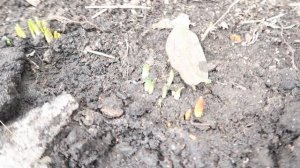 ОБЗОР УЧАСТКА.Что с саженцами из "Беккер" спустя 2 года. Планы на весну и лето.Нужен совет зрителей.