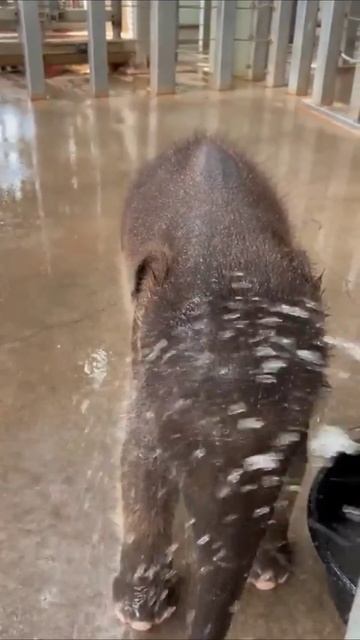 Как я тебя понимаю слоник смотреть онлайн